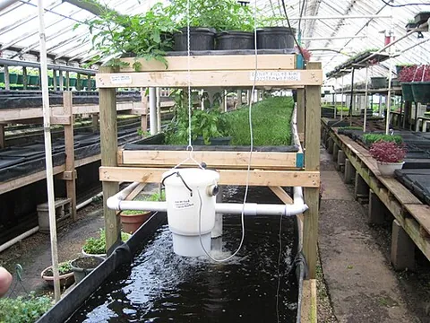 aquaponics: a sustainable food production system that combines traditional aquaculture with hydroponics, with...