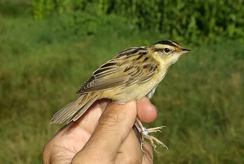 aquatic warbler: a small passerine bird, Acrocephalus paludicola, of the warbler family (Sylviidae)