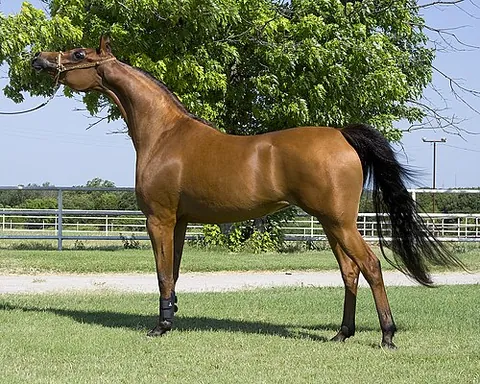 arabian horse: a breed of horse that originated on the Arabian Peninsula characterised by a refined, wedge-shaped...
