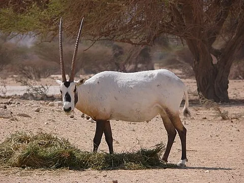 arabian oryx: an oryx of species Oryx leucoryx
