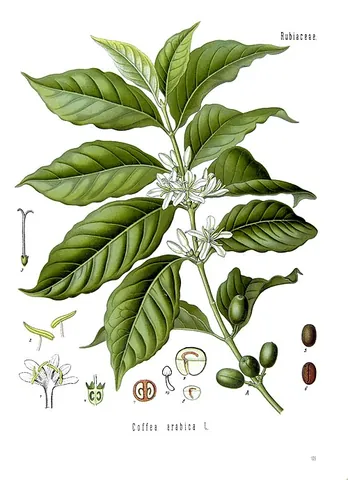arabica: a plant of species Coffea arabica, native to Ethiopia, that yields coffee beans
