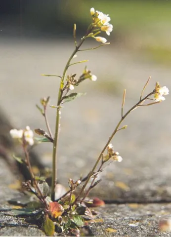 arabidopsis: any cress (or related plant) of the genus Arabidopsis