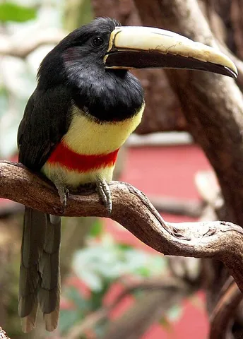 aracari: any of a number of species of toucan in the genus Pteroglossus