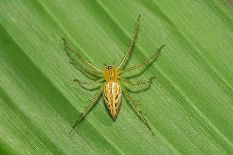 arachnid: any of the eight-legged creatures, including spiders, mites, and scorpions, of the class Arachnida