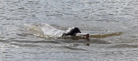 araguaian river dolphin: a species of dolphin, Inia araguaiaensis