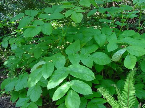 aralia: spikenard and any of many related ornamental and food plants, of the genus Aralia, from Asia and...