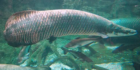 arapaima: any large, bonytongue fish in the genus Arapaima, native to the Amazon and Essequibo basins of...