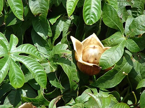 arbor vine: spanish arbor vine, a species of bindweed (Convolvulaceae), Merremia tuberosa
