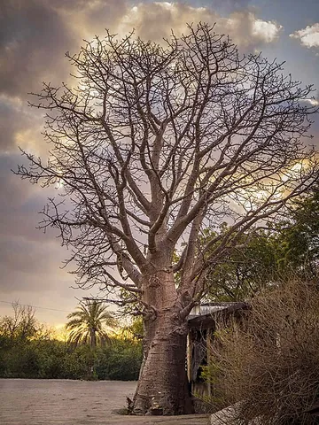arborescent: like a tree; having a structure or appearance similar to that of a tree; branching