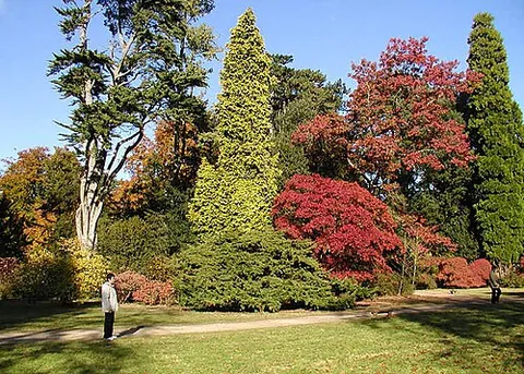 arboretum: a place where many varieties of tree are grown for research, educational, and ornamental purposes