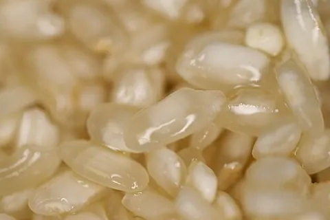 arborio rice: a northern Italian variety of short-grained starchy rice with a white dot at the center of each...