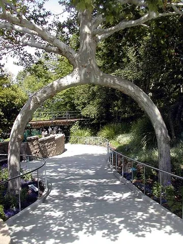 arborsculpture: the art and craft technique of growing and shaping tree trunks