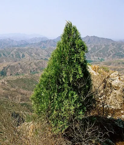 arborvitae: any of several North American or Asian conifers, of the genera Thuja and Thujopsis or the species...