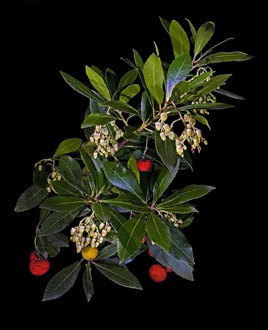 arbutus: a strawberry tree, any of the flowering plants in the genus Arbutus