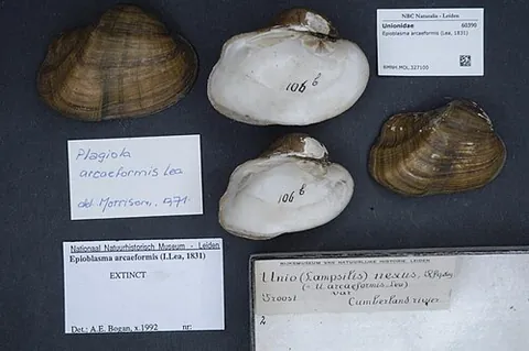 arc-form pearly mussel: epioblasma arcaeformis, an extinct species of freshwater mussel