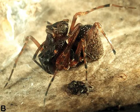 archaeid: any member of the family Archaeidae of spiders, of southern Africa, Madagascar, and Australia