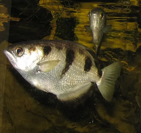 archerfish: any member of the species in the family Toxotidae (principally genus Toxotes) of fish who prey on...