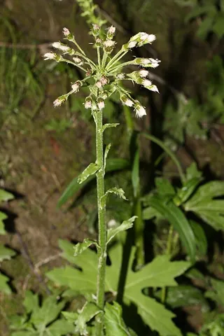 arctic butterbur: a flowering plant native to North America, Petasites frigidus; sweet coltsfoot