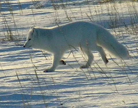 arctic fox: vulpes lagopus, a fox of the family Canidae, living in the Arctic regions of North America and...
