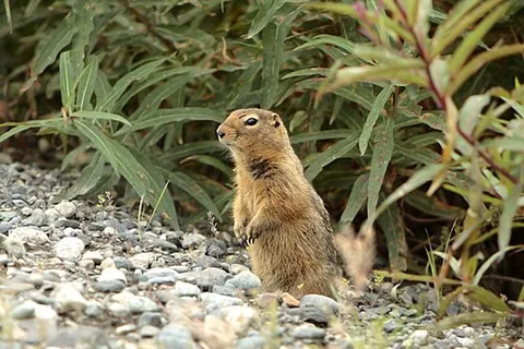 arctic ground squirrel: any of various members of the genus Spermophilus that are native to the arctic, including (but not...