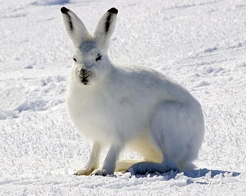 arctic hare: a North-American hare of species Lepus arcticus, that is white, usually year round, found in the...