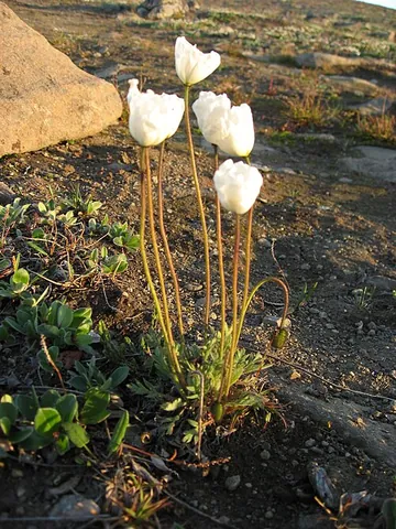 arctic poppy: papaver radicatum