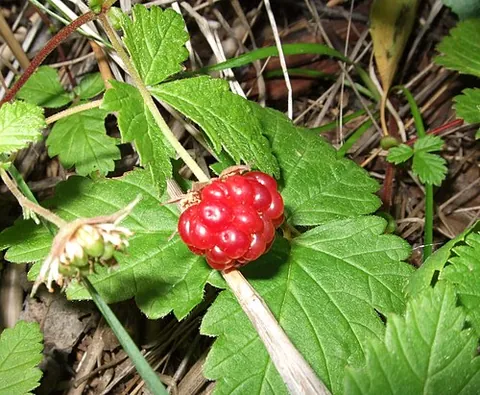 arctic raspberry: a species of slow-growing bramble belonging to the rose family and bearing a dark red, sweet fruit;...
