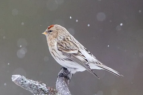 arctic redpoll: a bird of the species Acanthis hornemanni