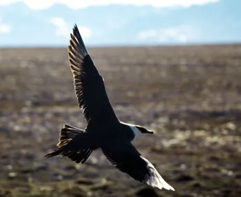 arctic skua: a seabird (Stercorarius parasiticus), of the skua family (Stercorariidae)
