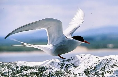 arctic tern: a migratory bird that travels between the Arctic and Antarctic, Sterna paradisaea