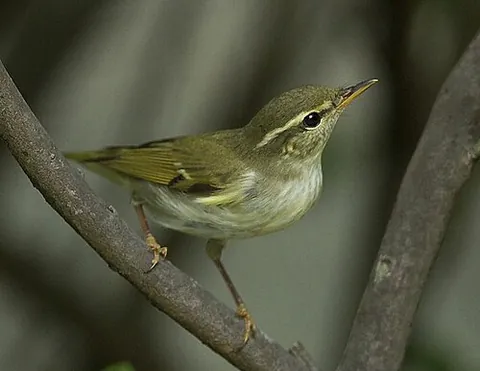 arctic warbler: phylloscopus borealis, a widespread leaf warbler in birch or mixed birch forest near water...