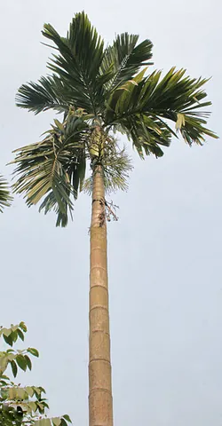 areca: any member of the genus Areca of about fifty species of single-stemmed palms in the family...