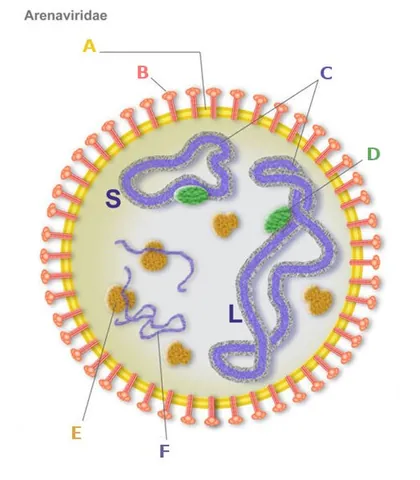 arenavirus: any of several RNA viruses, of the genus Arenavirus, most of which cause severe diseases...