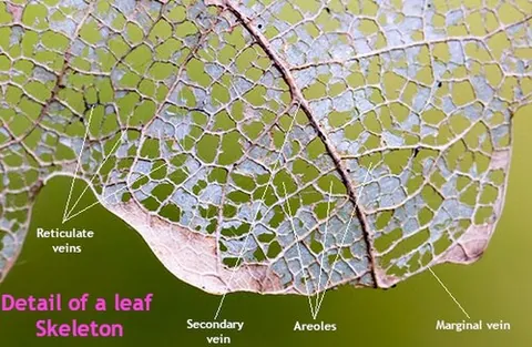 areole: any of the smallest enclosures created by the veins of a leaf