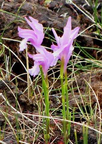 arethusa: a bog orchid, Arethusa bulbosa, sole species of the genus Arethusa, having a magenta flower; the...