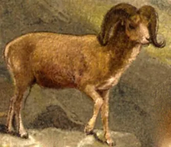 argali: ovis ammon, the largest wild sheep, which roams the highlands of Central Asia