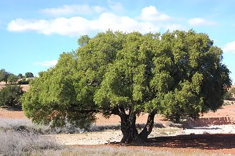 argan: a tree of species Sideroxylon spinosum (formerly Argania spinosa), of southwestern Morocco,...