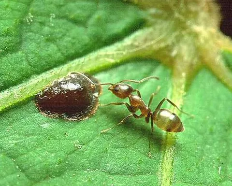 argentine ant: a small, black ant belonging to the species Linepithema humilis, originally from Argentina, but now...