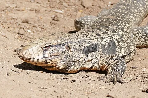 argentine black and white tegu: the largest tegu lizard, native to eastern and central South America (Salvator merianae)