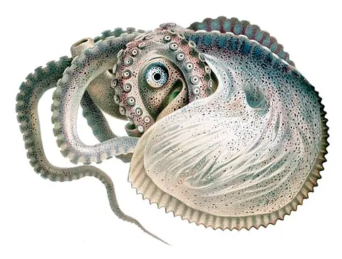 argonaut: any of several species of shelled octopods of the family Argonautidae (of which only the genus...