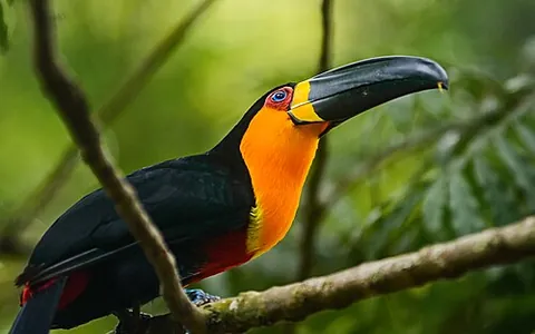 ariel toucan: ramphastos vitellinus ariel, subspecies of the channel-billed toucan