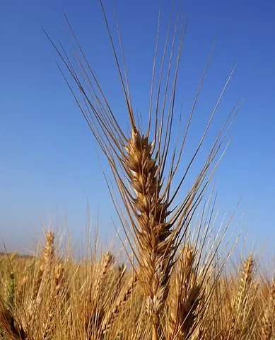 arista: one of the fibrils found on grains or fishes