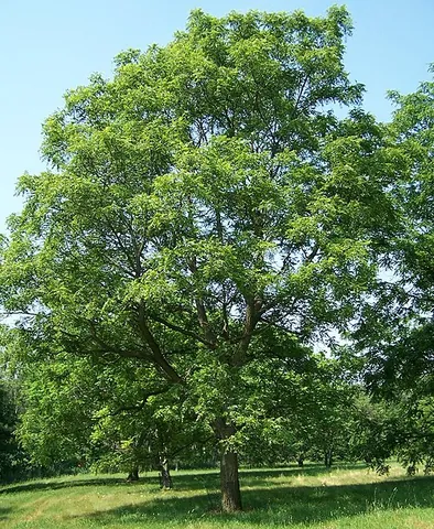 arizona walnut: an American walnut tree, of species Juglans major