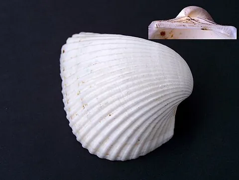 ark clam: any of the small to large-sized edible saltwater clams in the family Arcidae