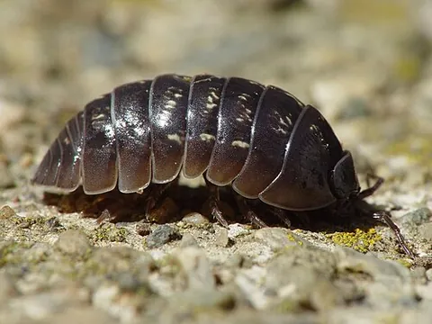 armadillidiid: any woodlouse in the family Armadillidiidae