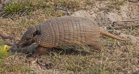 armadillo: any of the burrowing mammals in the families Dasypodidae, Chlamyphoridae, Tolypeutidae and...