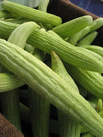 armenian cucumber: cucumis melo var. flexuosus, a long, slender variety of muskmelon which resembles a cucumber in...