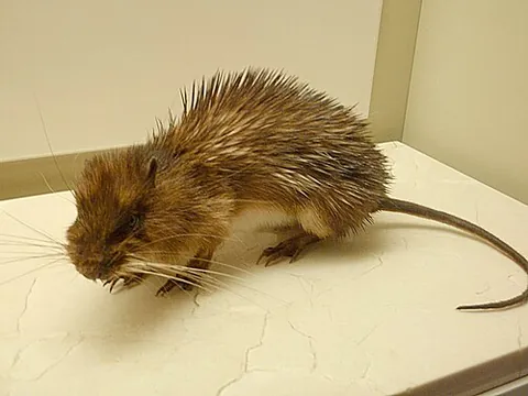 armored rat: hoplomys gymnurus, a spiny rodent of Latin America