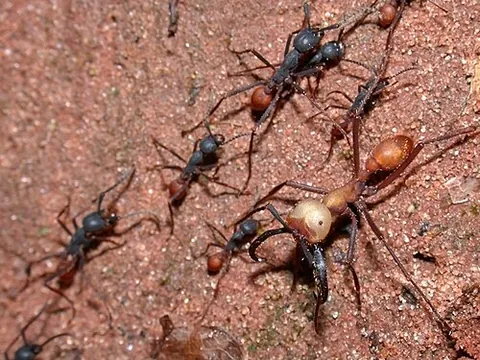 army ant: a tropical nomadic ant, principally in the subfamilies Dorylinae and Leptanillinae, that preys on...