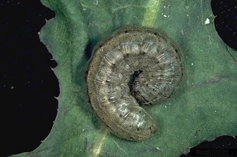 army cutworm: the caterpillar of Euxoa auxiliaris (miller moth), a pest on some crops